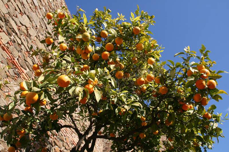 SPANJE 2011 - 324